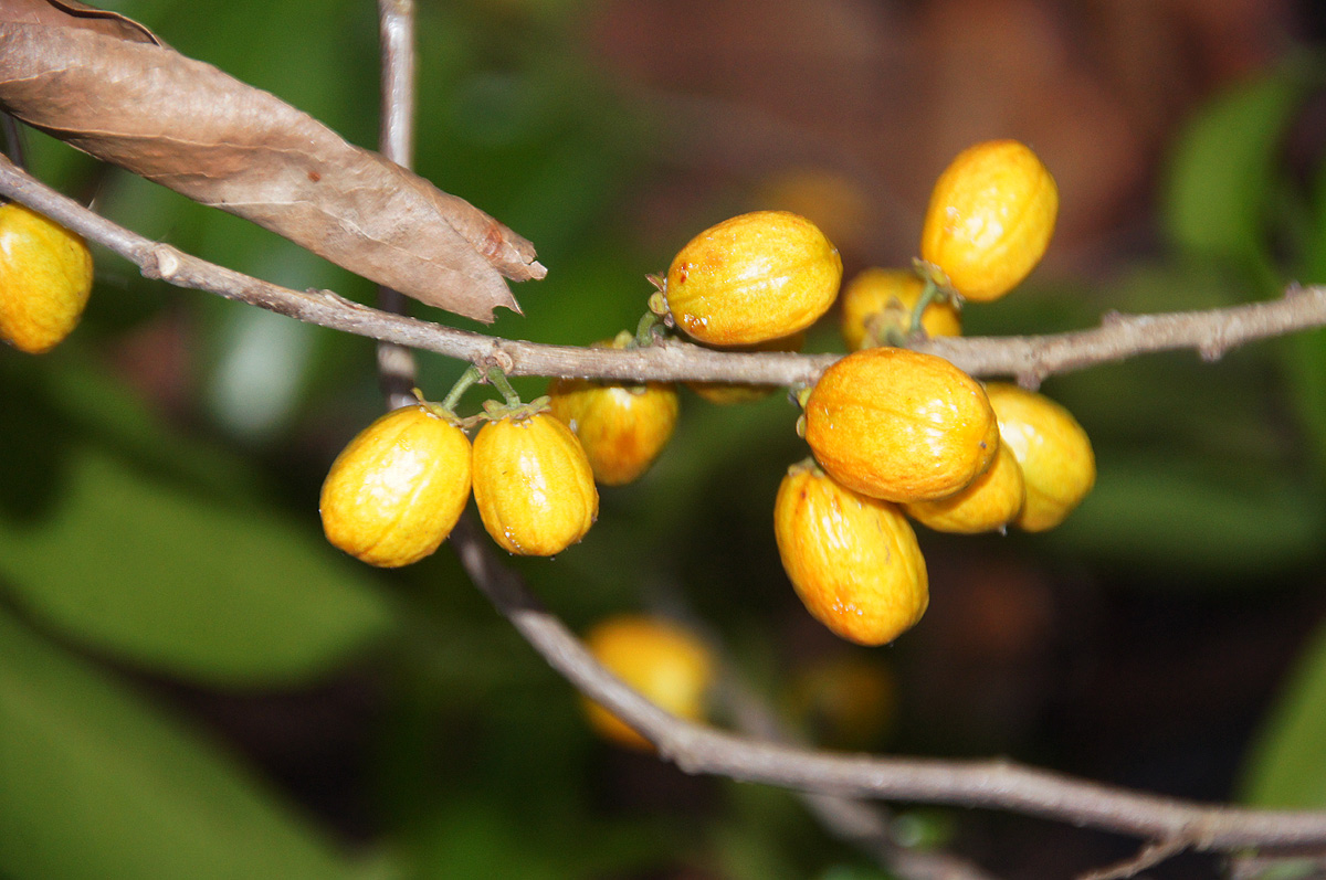 Casearia gladiiformis