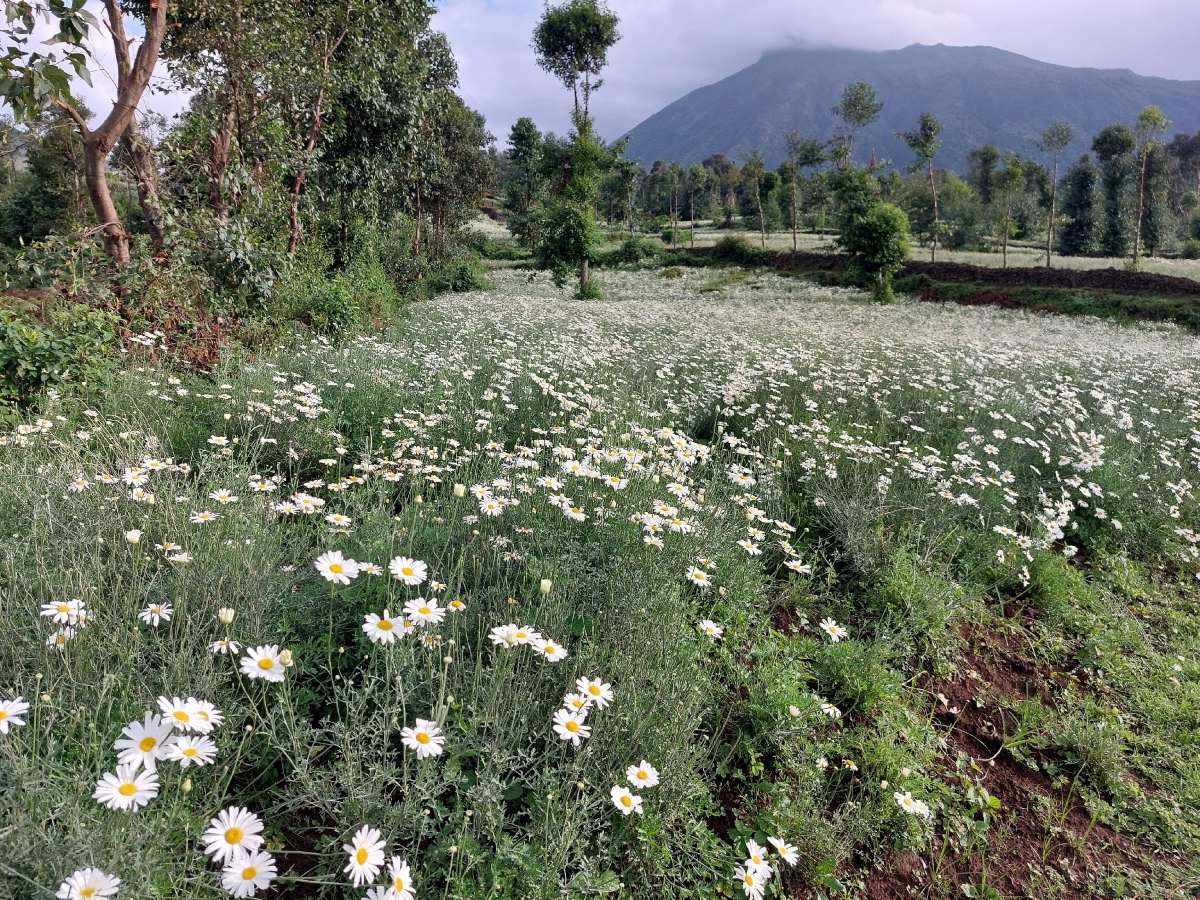Tanacetum cinerariifolium Tanacetum cinerariifolium