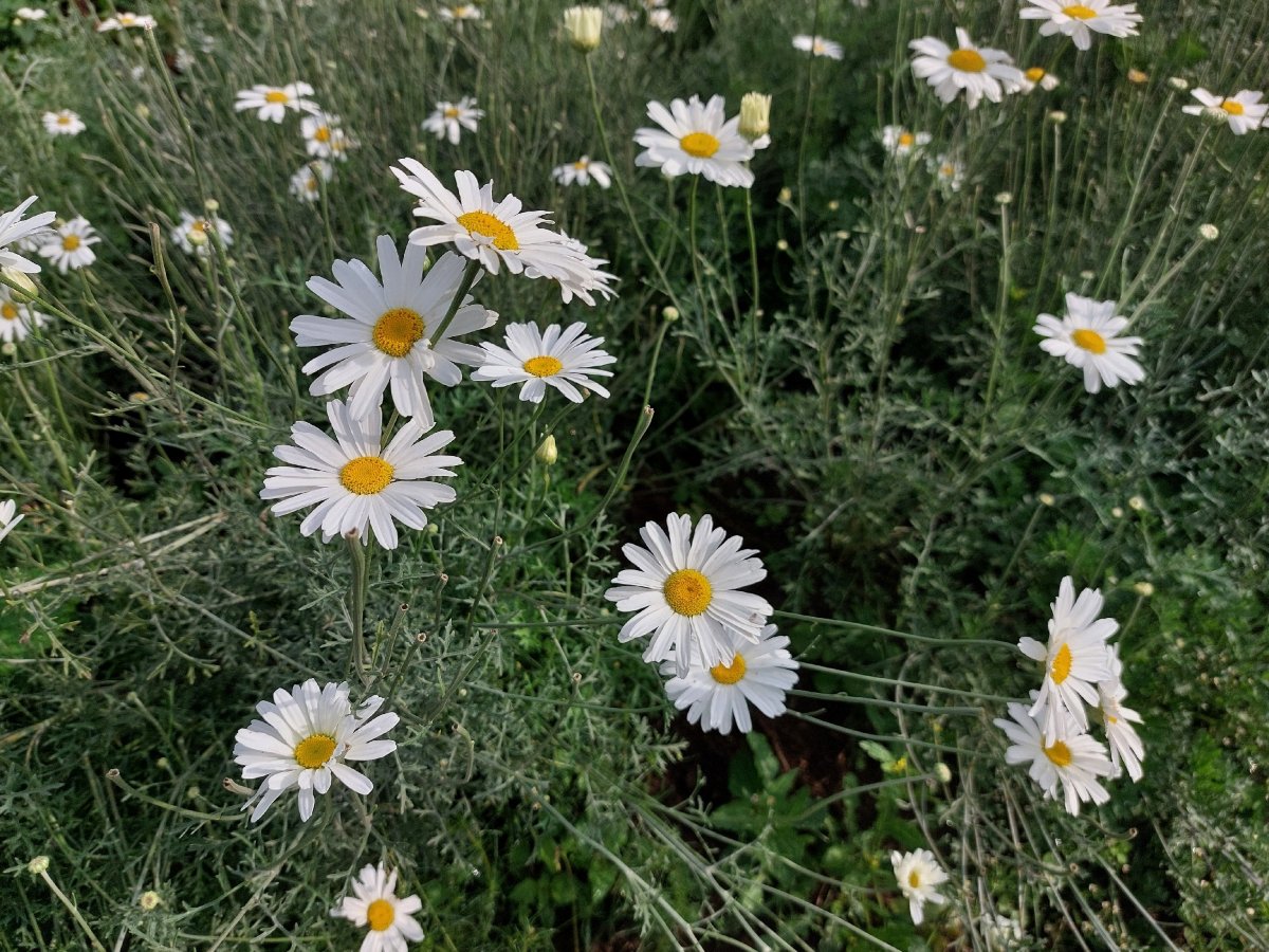 Tanacetum cinerariifolium Tanacetum cinerariifolium