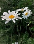 Tanacetum cinerariifolium