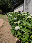 Hydrangea macrophylla