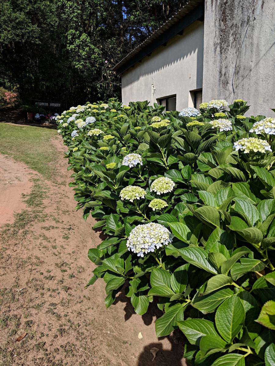 Hydrangea macrophylla