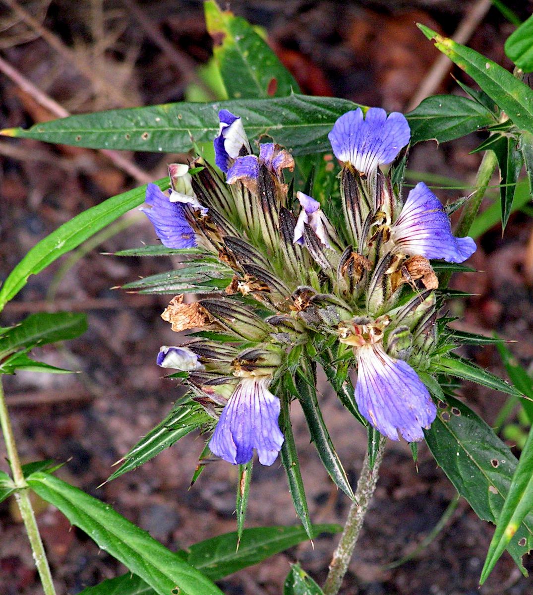 Blepharis buchneri Blepharis buchneri