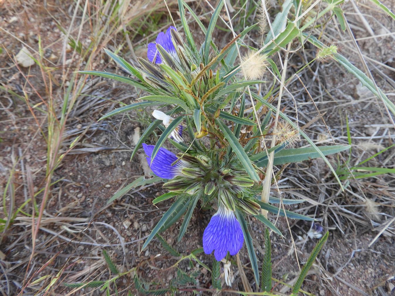 Blepharis buchneri Blepharis buchneri
