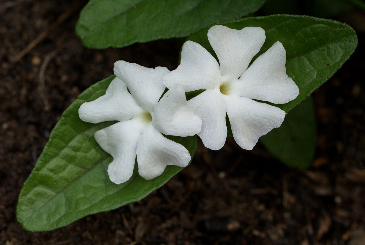 Thunbergia schimbensis