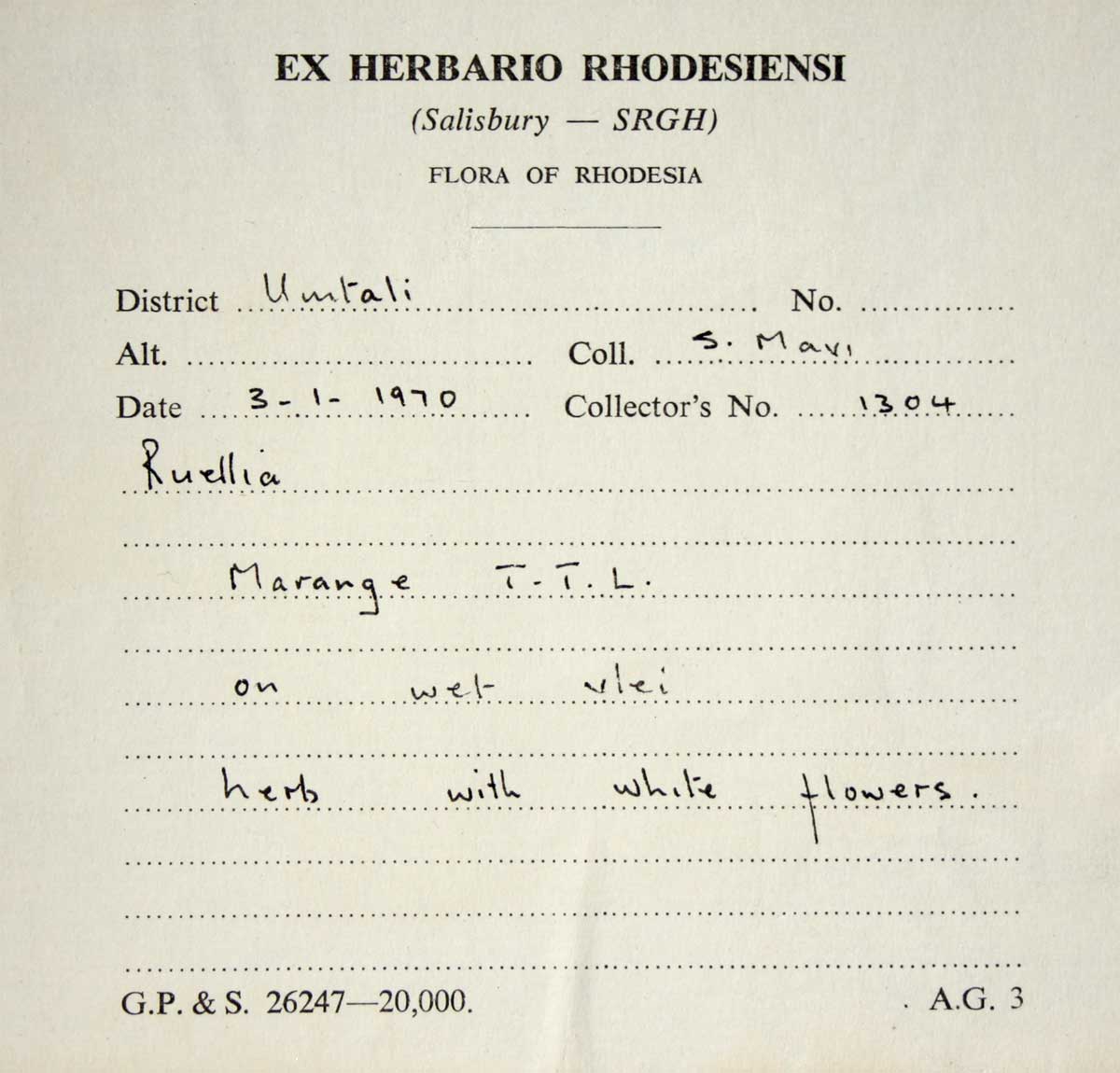 Thunbergia schimbensis Thunbergia schimbensis