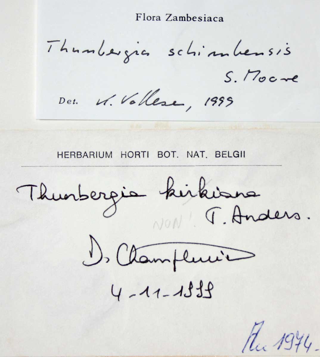 Thunbergia schimbensis Thunbergia schimbensis