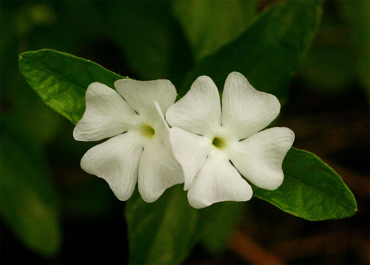 Thunbergia schimbensis