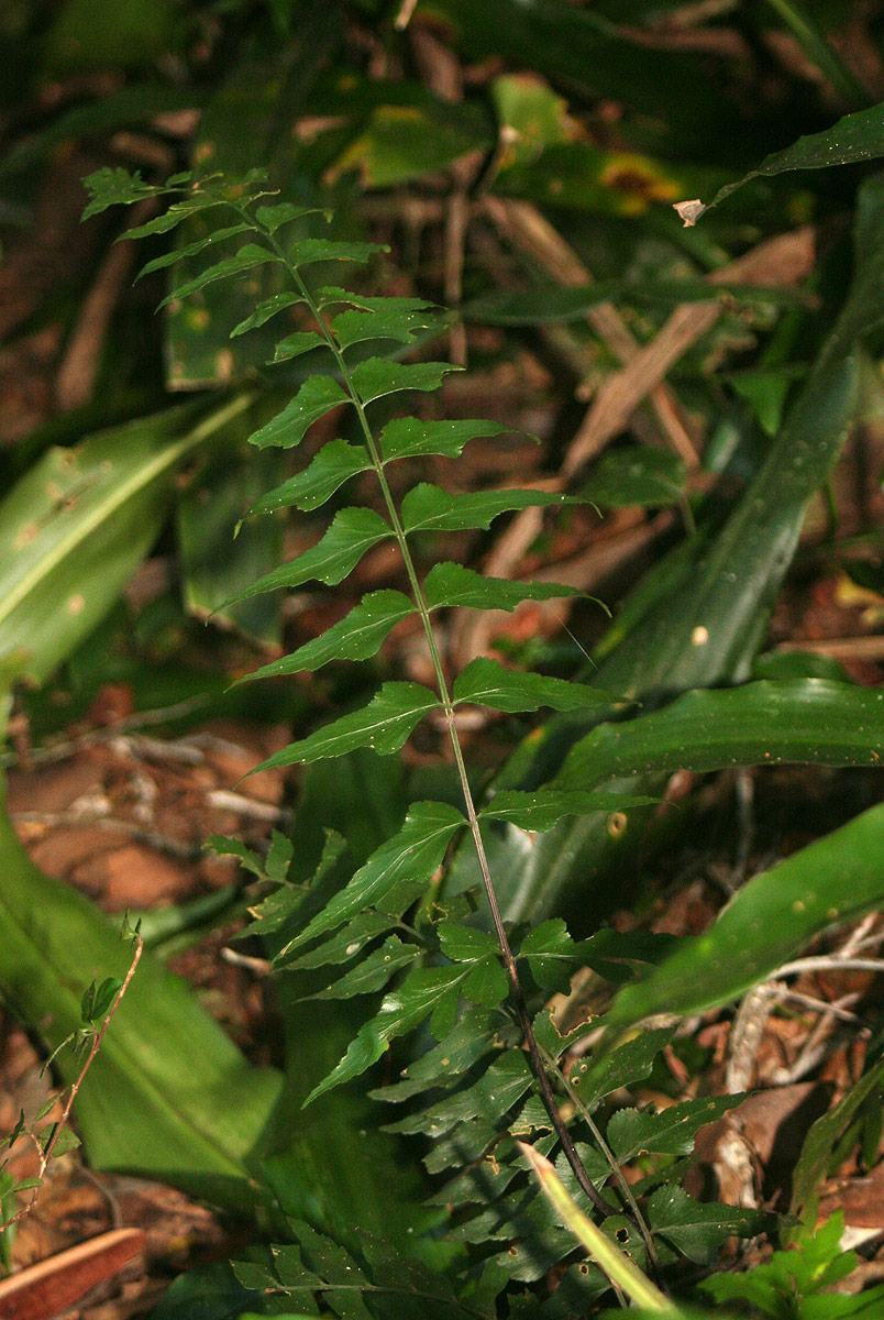 Asplenium gemmascens