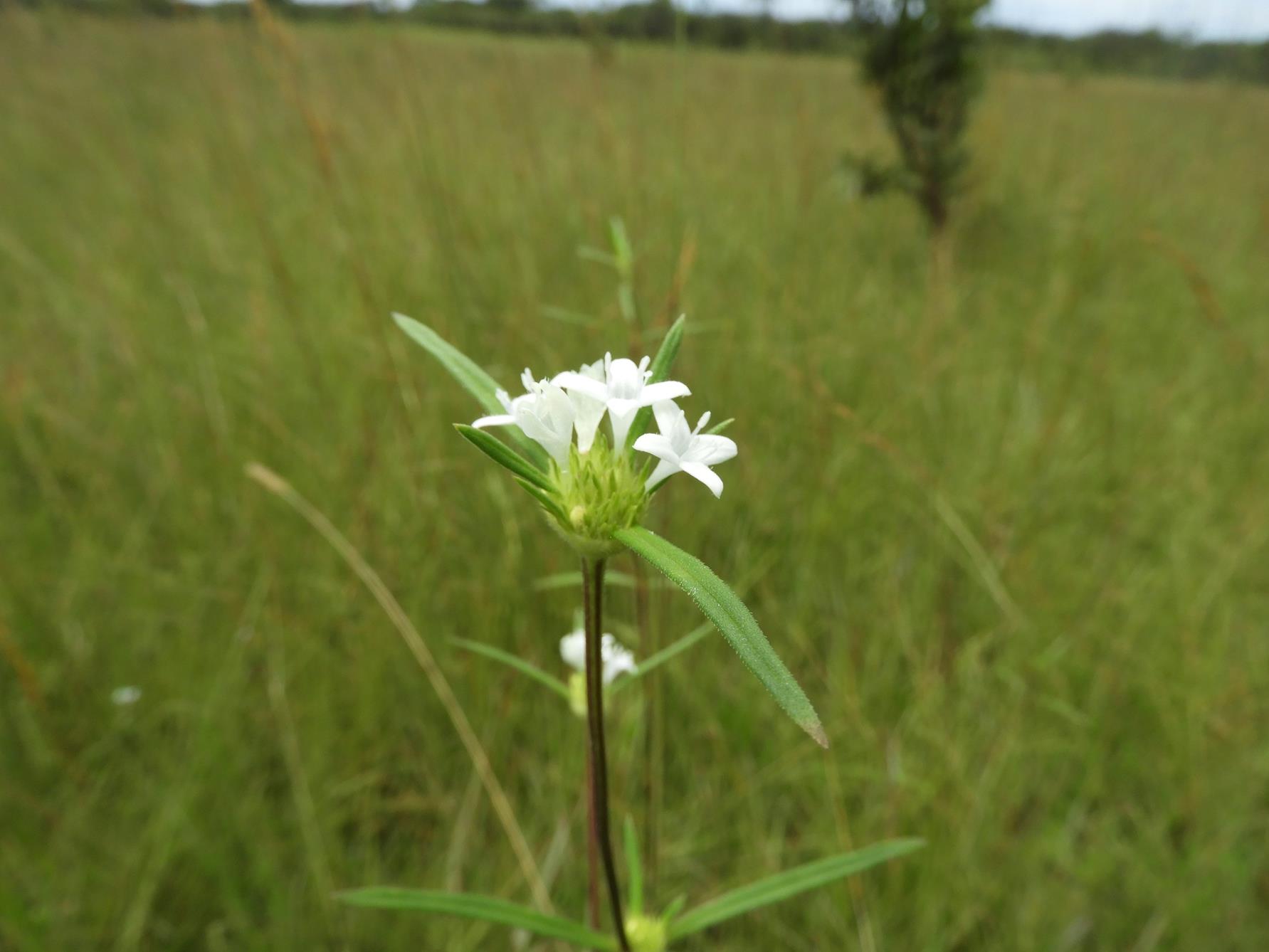 Spermacoce sphaerostigma