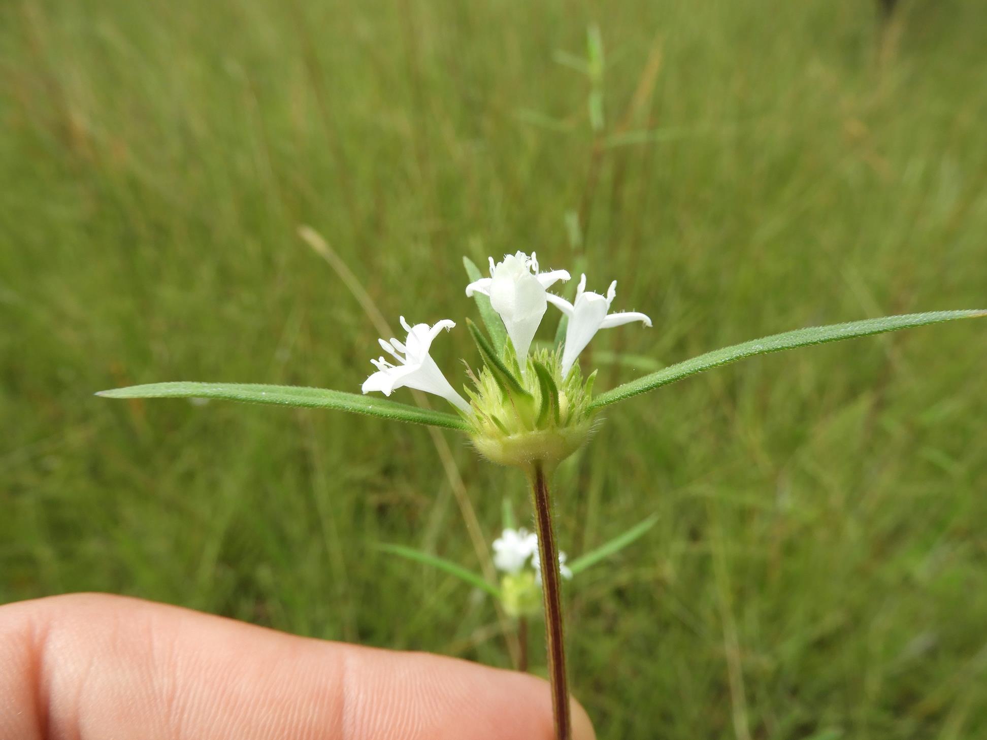 Spermacoce sphaerostigma Spermacoce sphaerostigma