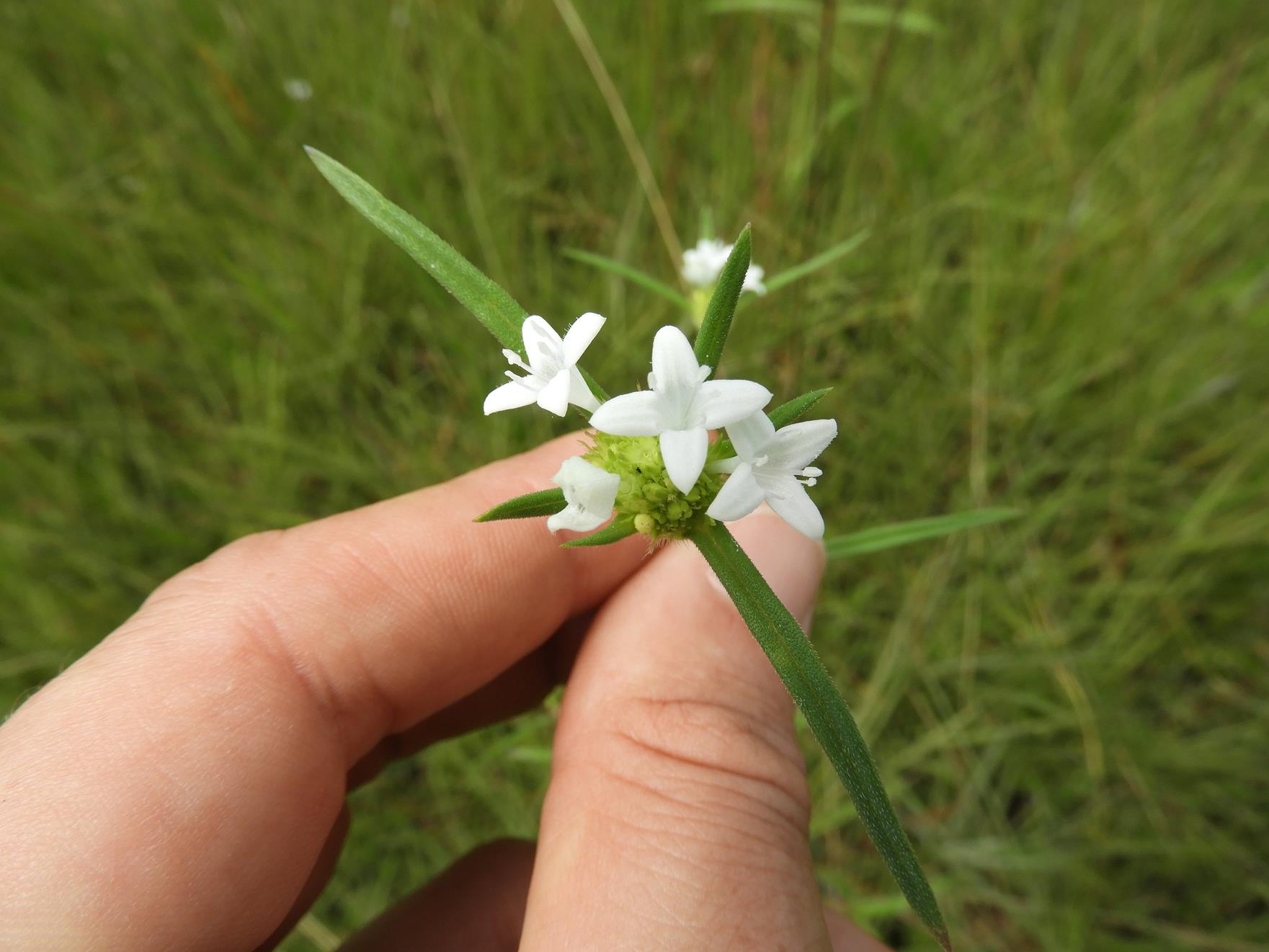 Spermacoce sphaerostigma Spermacoce sphaerostigma