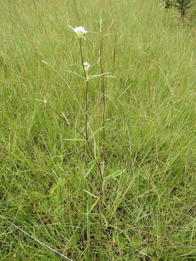 Spermacoce sphaerostigma Spermacoce sphaerostigma