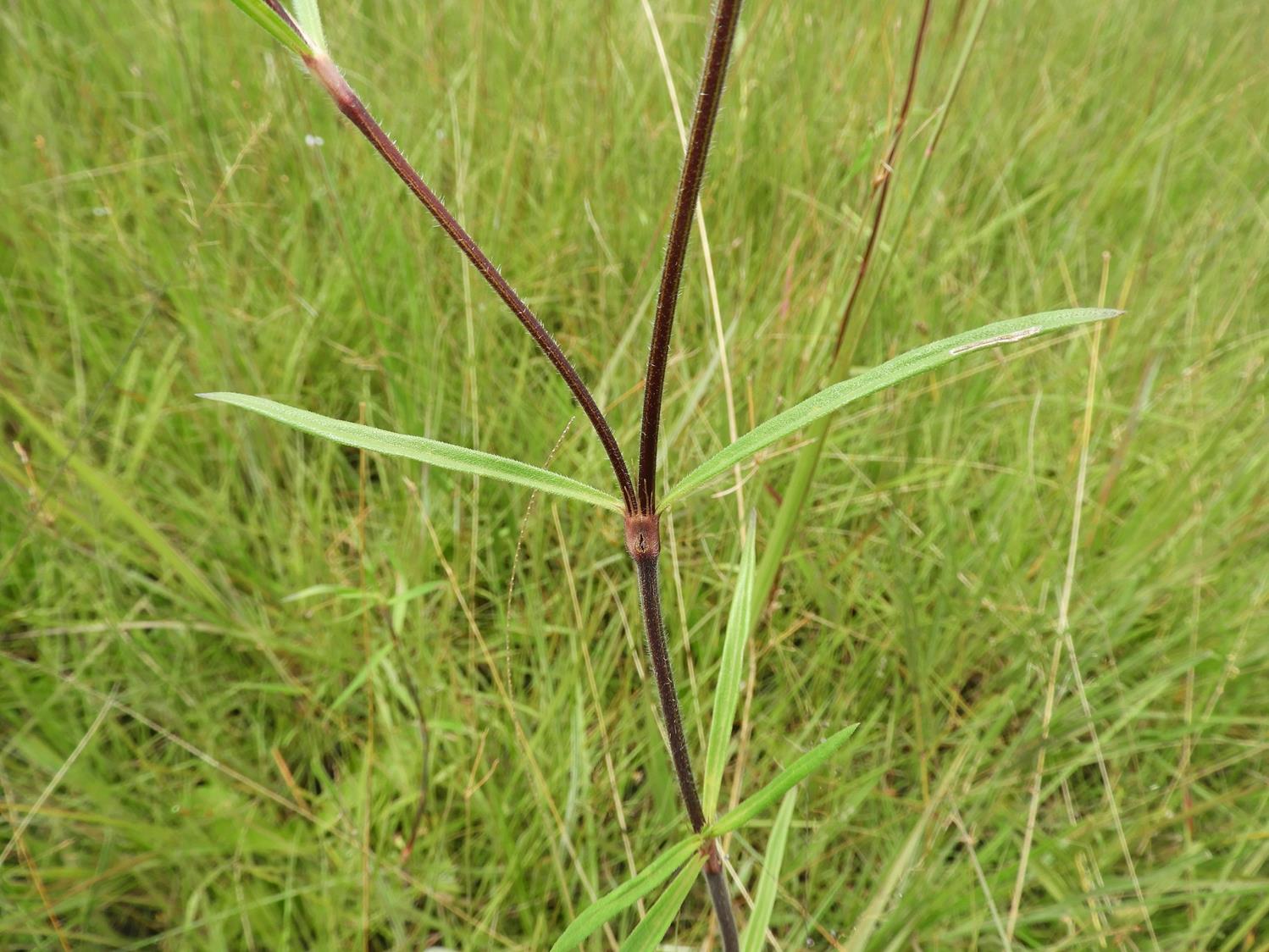 Spermacoce sphaerostigma