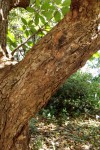 Sterculia tragacantha