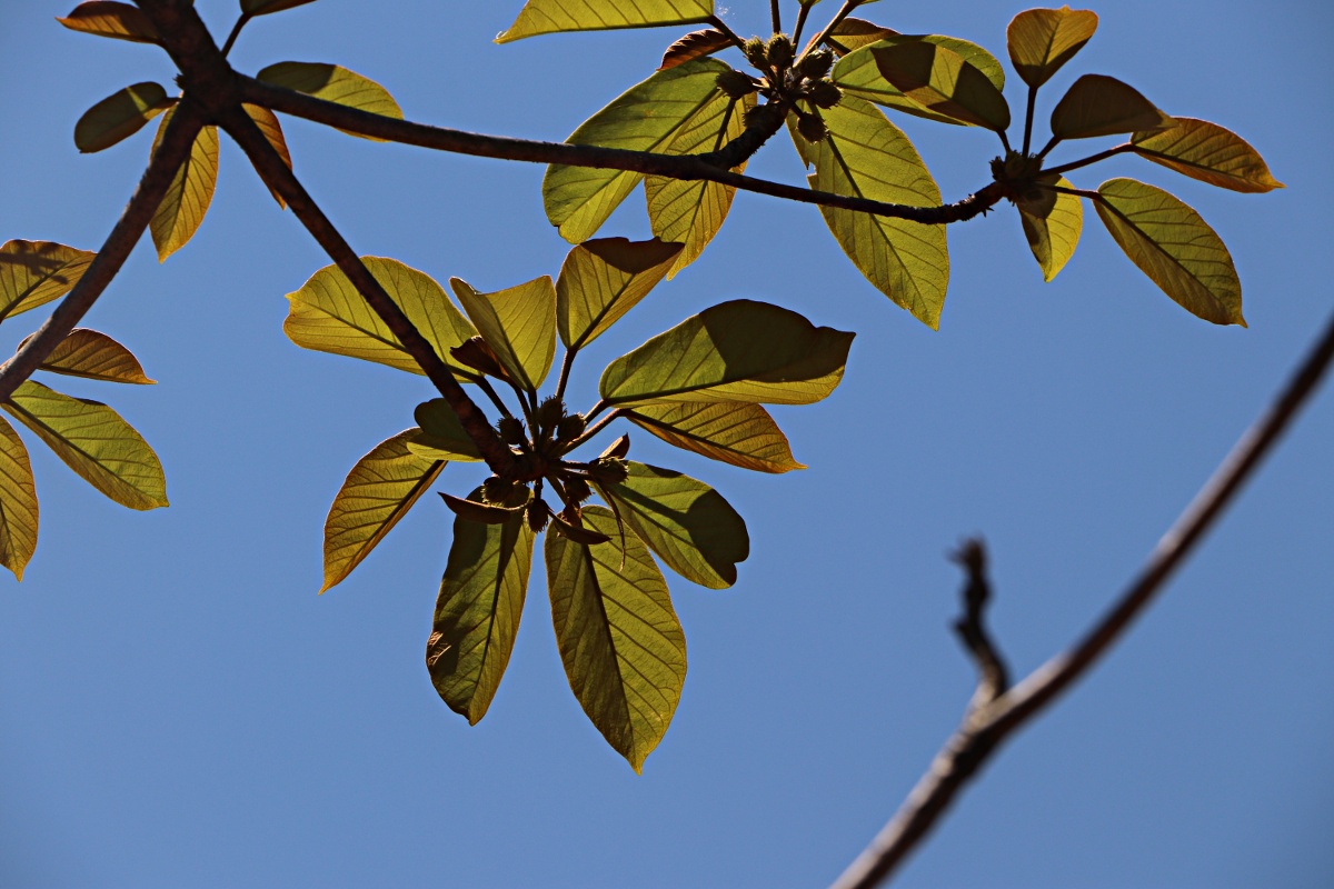 Sterculia tragacantha Sterculia tragacantha