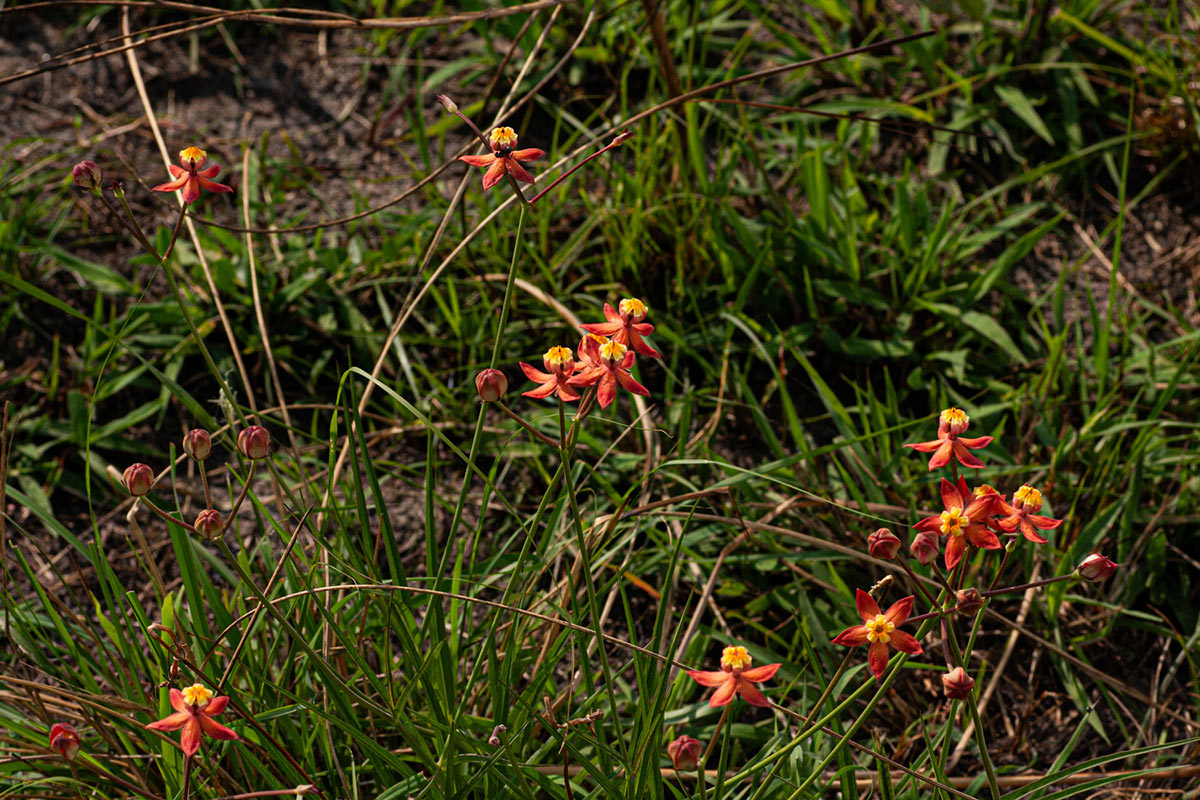 Stathmostelma pedunculatum Stathmostelma pedunculatum