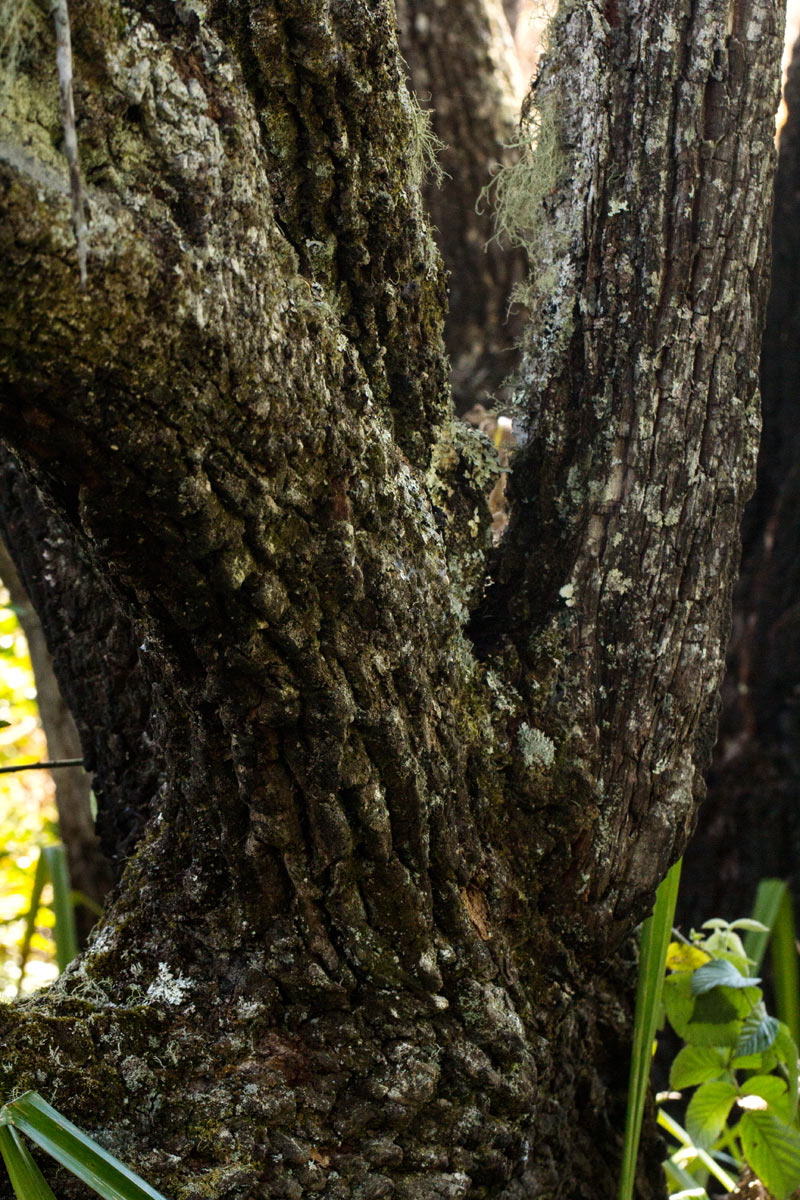 Agarista salicifolia