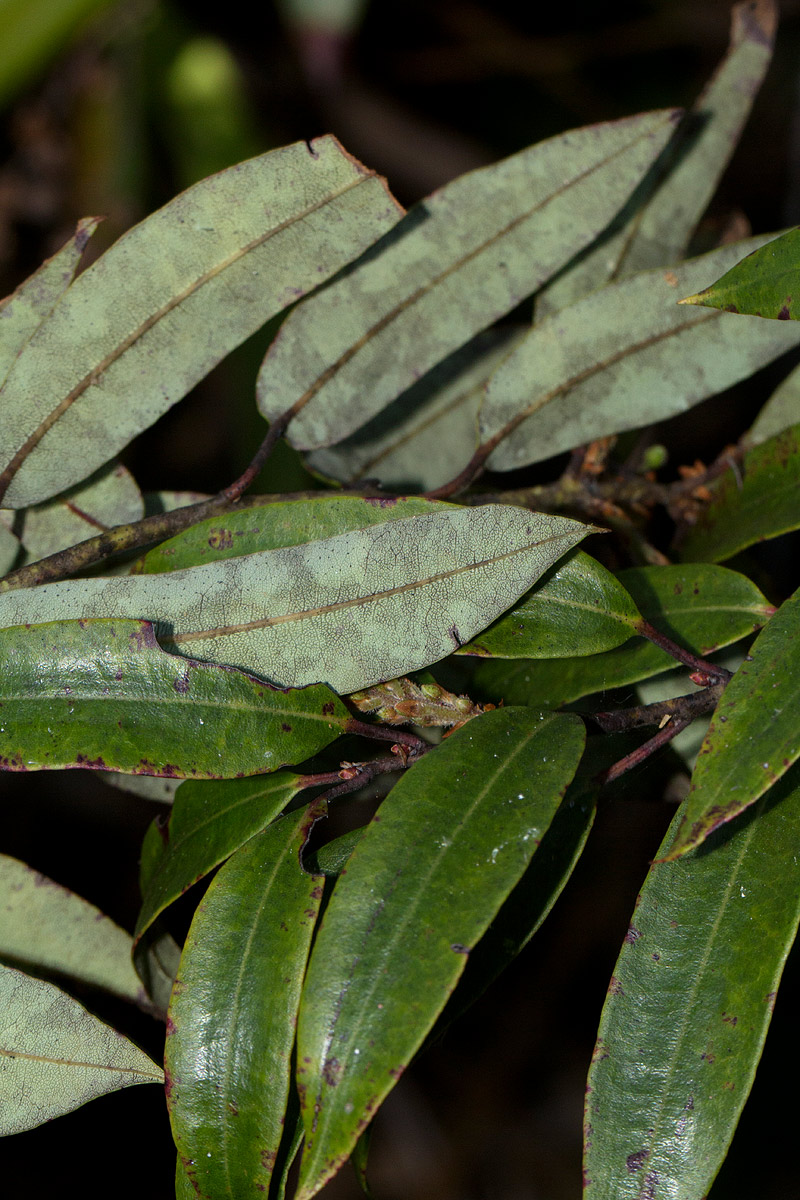 Agarista salicifolia Agarista salicifolia