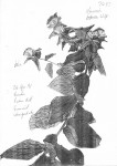 Nothovernonia purpurea