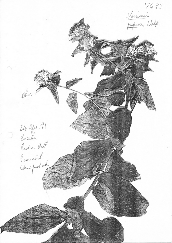 Nothovernonia purpurea Nothovernonia purpurea