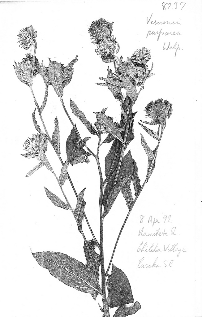 Nothovernonia purpurea Nothovernonia purpurea