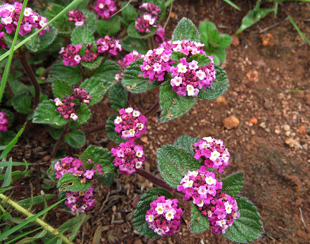 Lippia plicata Lippia plicata