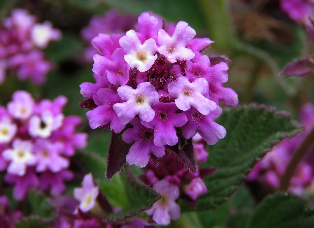 Lippia plicata Lippia plicata