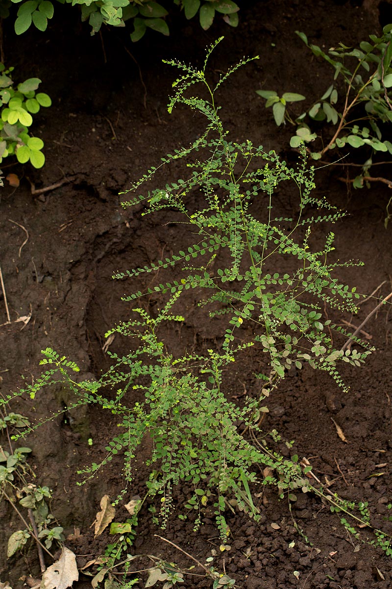 Phyllanthus nummulariifolius Phyllanthus nummulariifolius