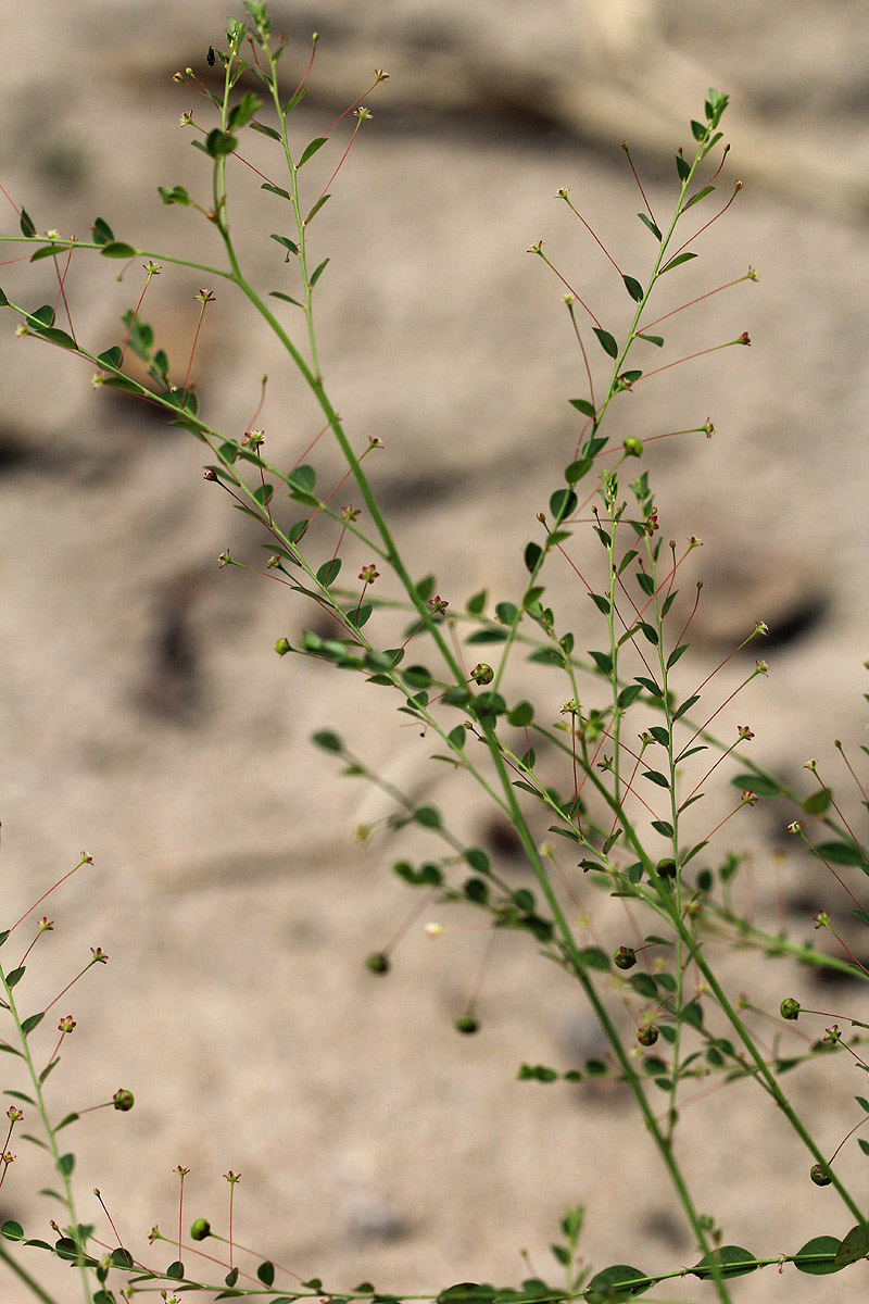 Phyllanthus nummulariifolius
