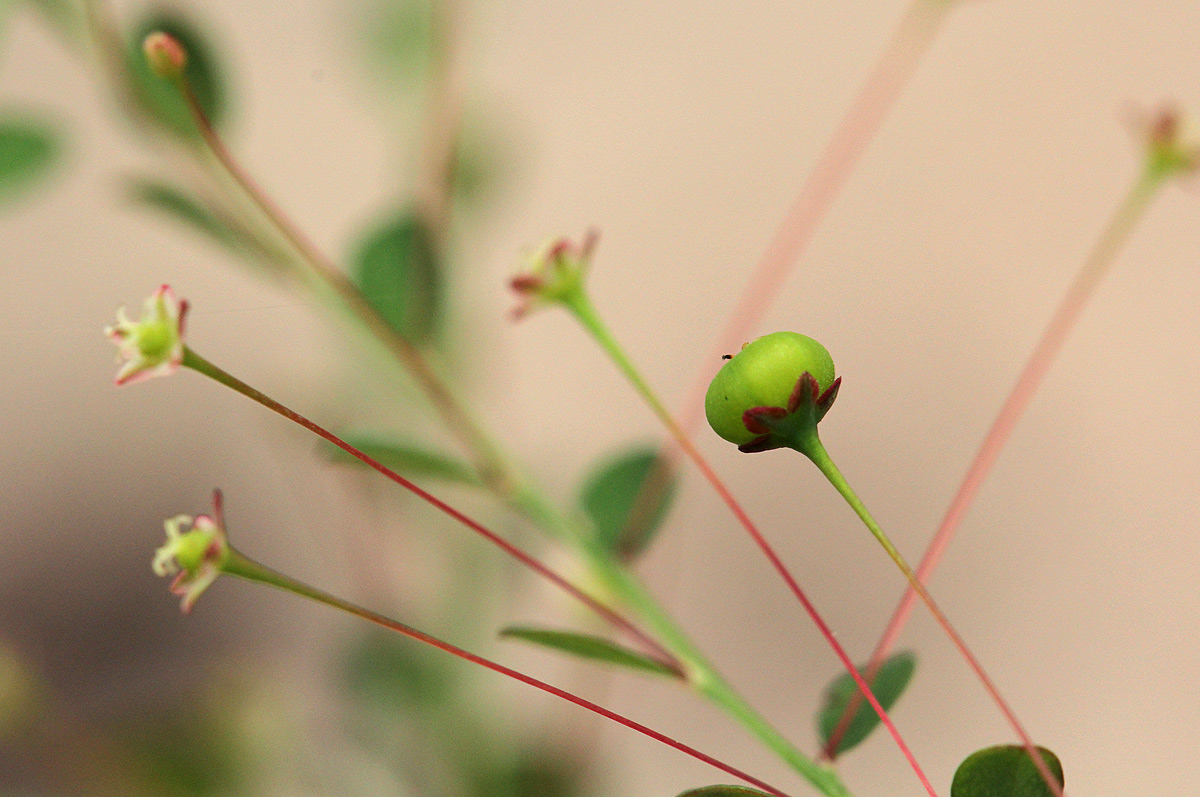 Phyllanthus nummulariifolius