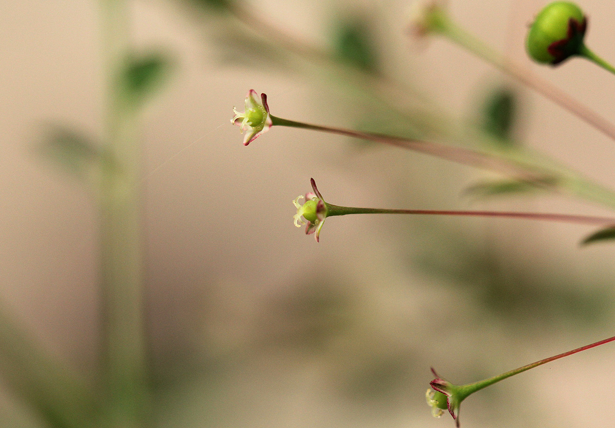 Phyllanthus nummulariifolius