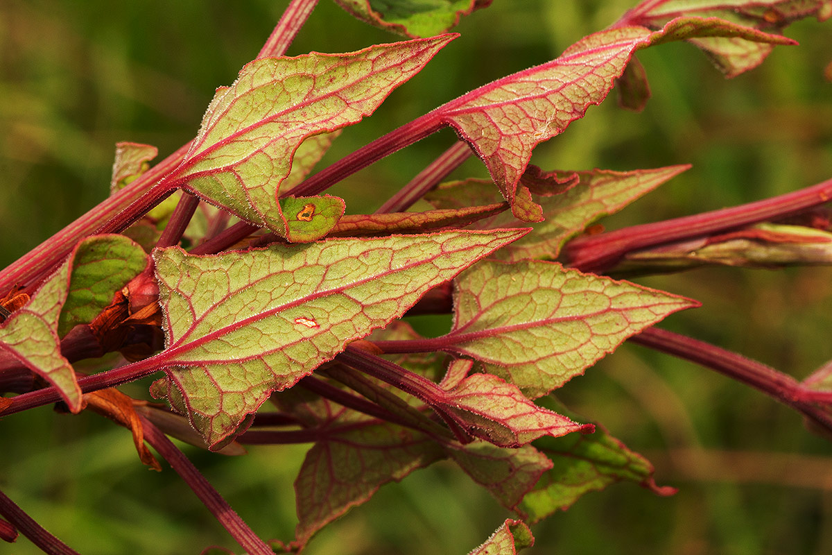 Rumex abyssinicus
