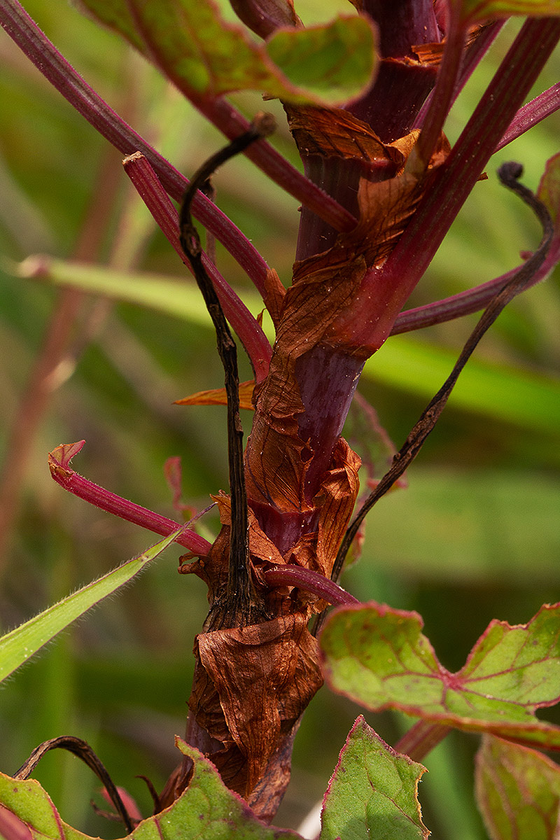 Rumex abyssinicus