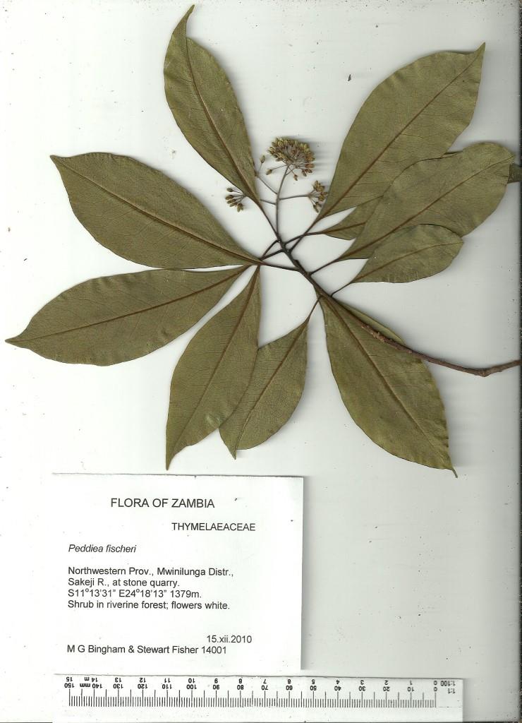 Peddiea fischeri