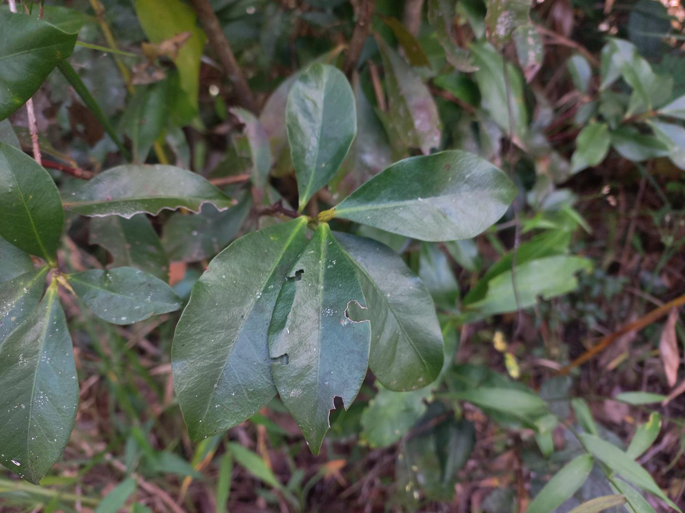 Peddiea fischeri Peddiea fischeri