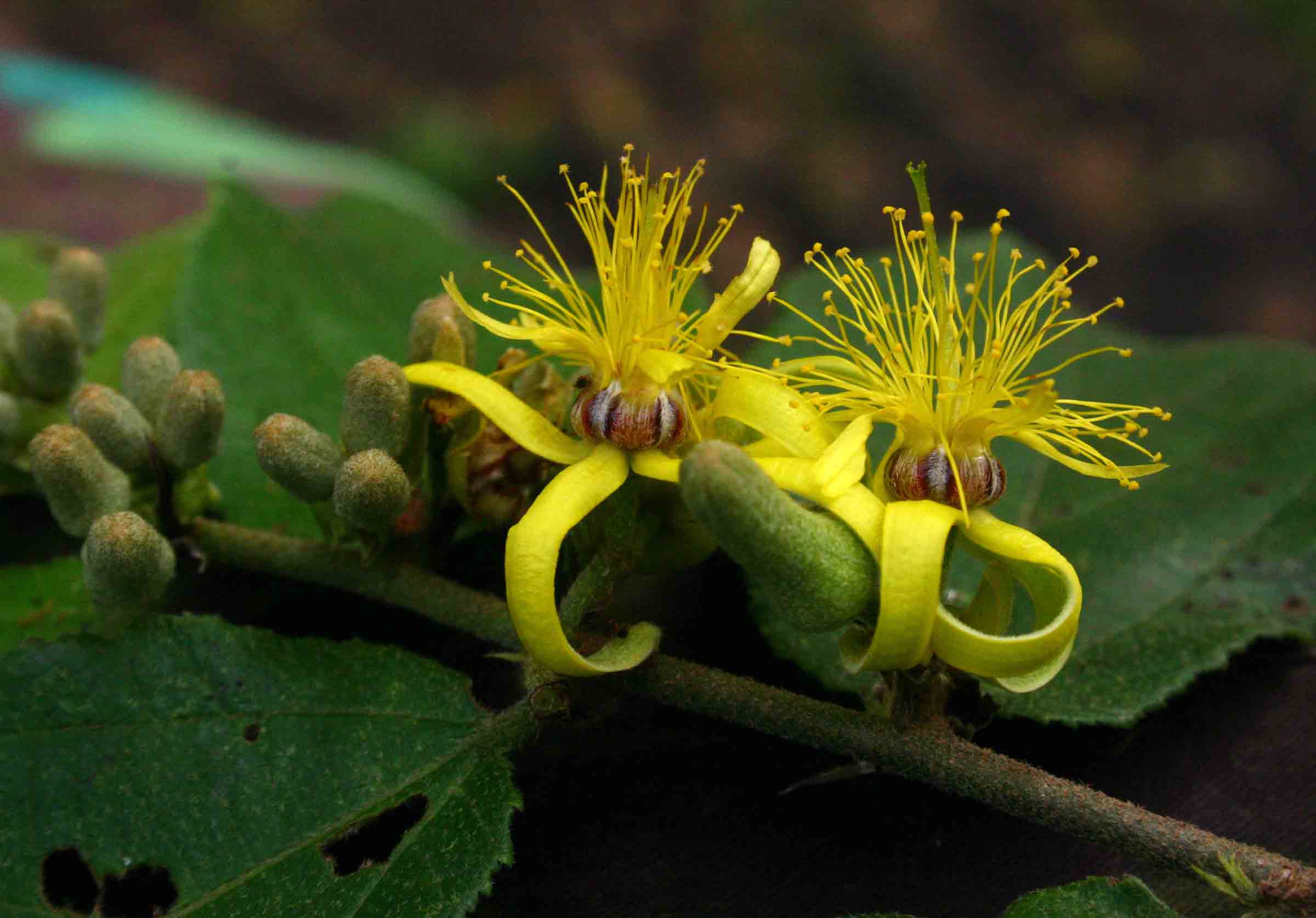 Grewia forbesii