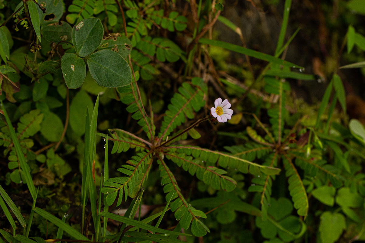 Biophytum helenae