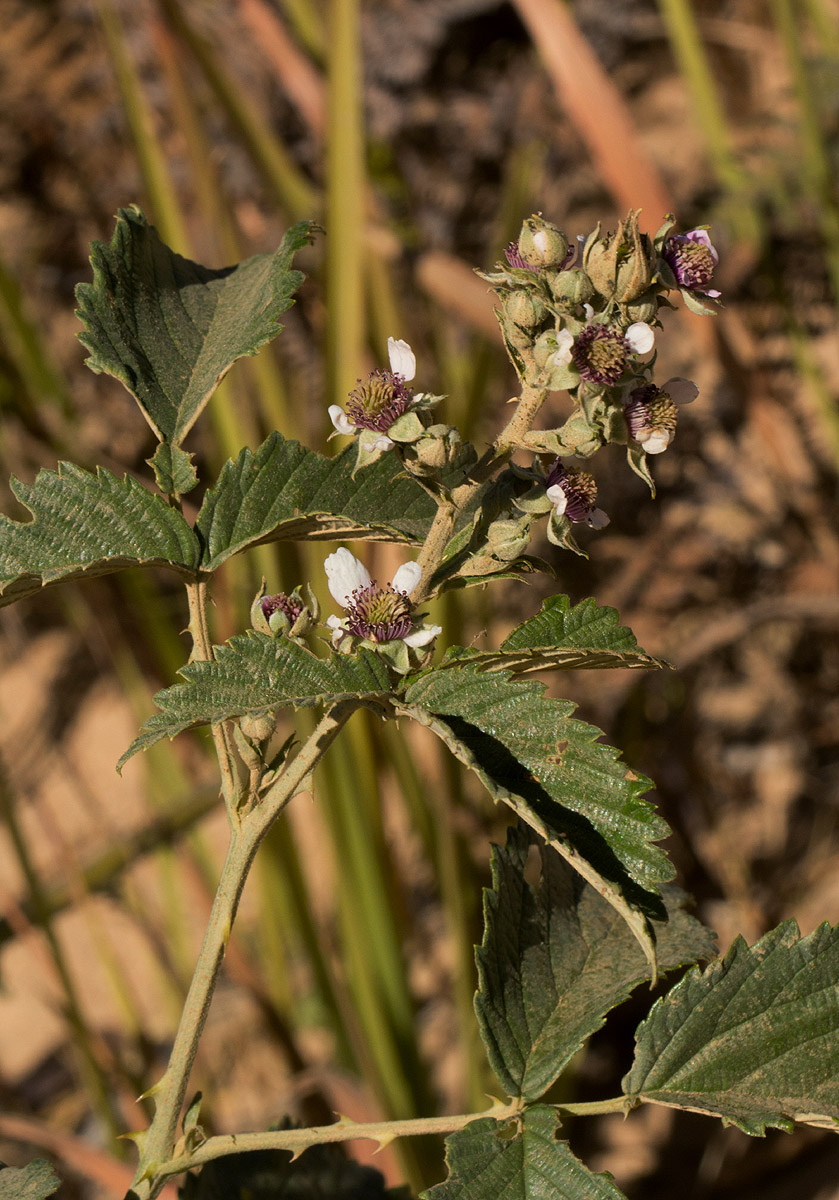 Rubus rigidus Rubus rigidus