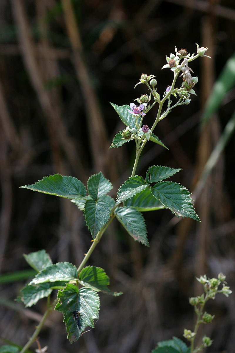 Rubus rigidus Rubus rigidus