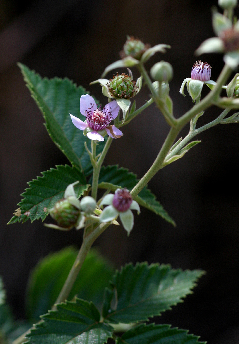 Rubus rigidus Rubus rigidus