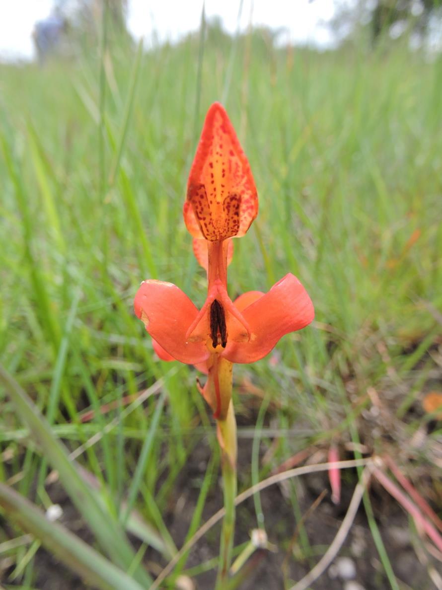 Disa erubescens subsp. carsonii