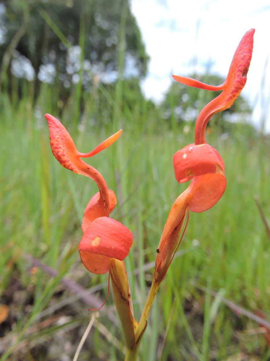 Disa erubescens subsp. carsonii