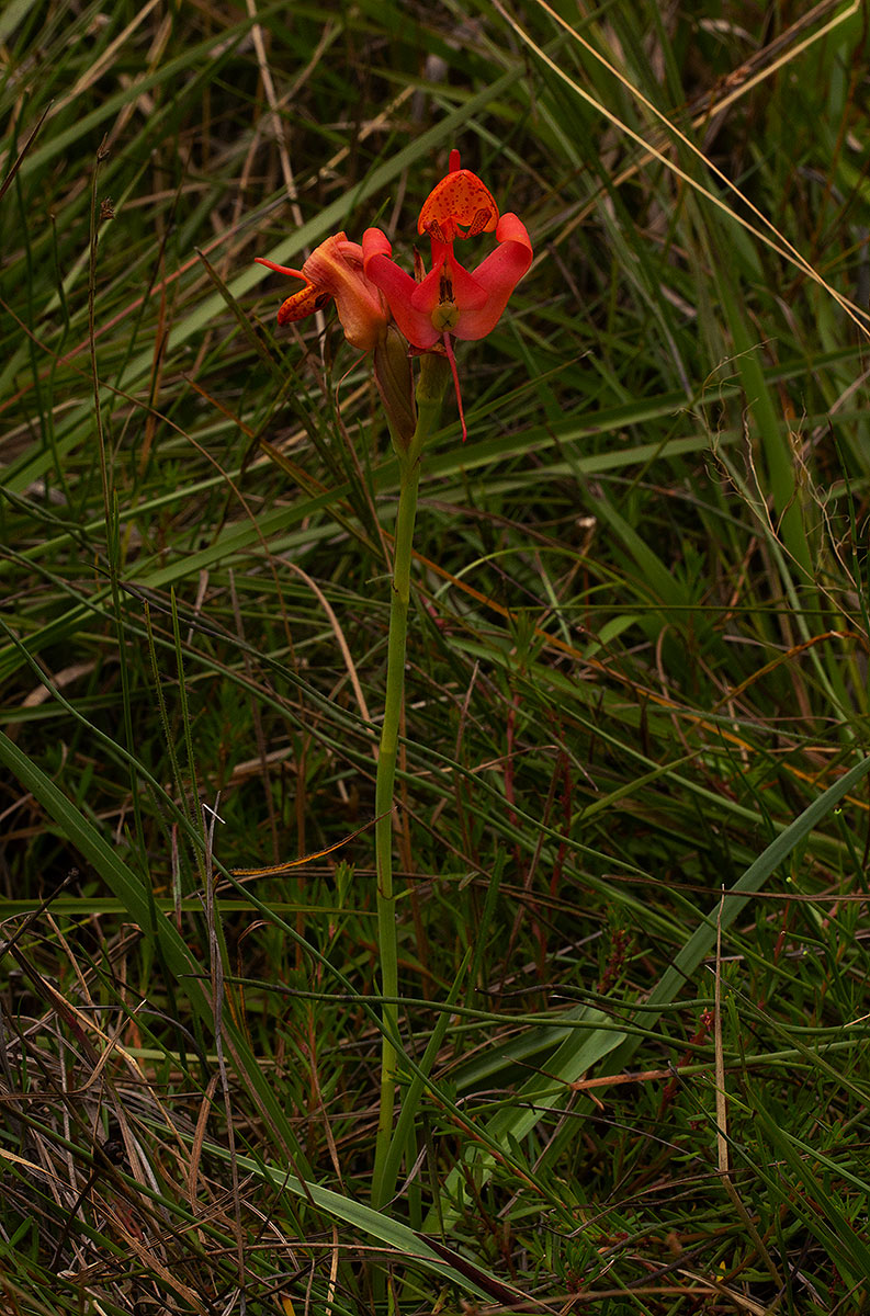 Disa erubescens subsp. carsonii Disa erubescens subsp. carsonii