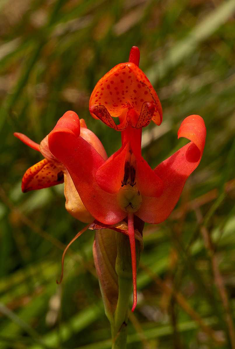Disa erubescens subsp. carsonii Disa erubescens subsp. carsonii