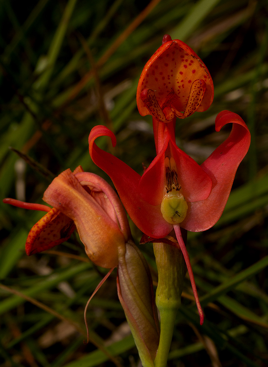 Disa erubescens subsp. carsonii Disa erubescens subsp. carsonii