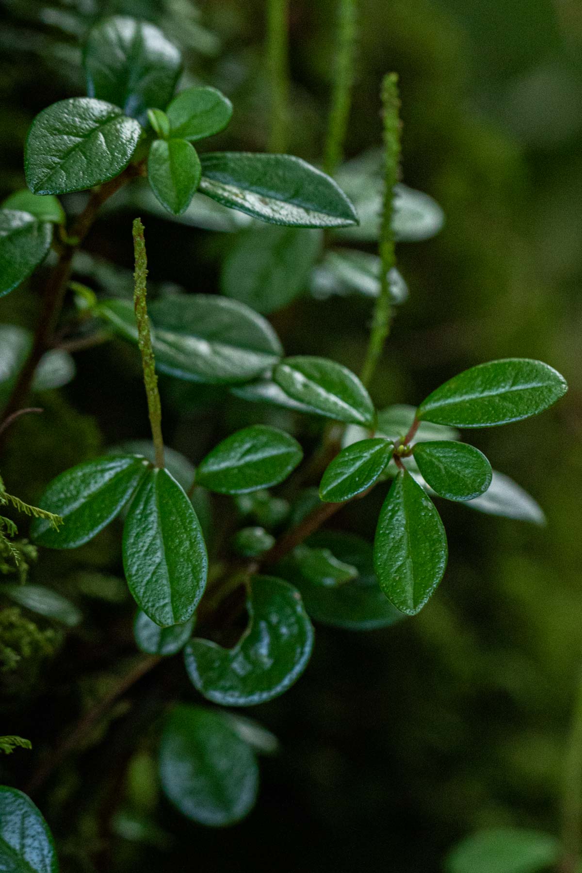 Peperomia retusa