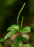 Peperomia retusa