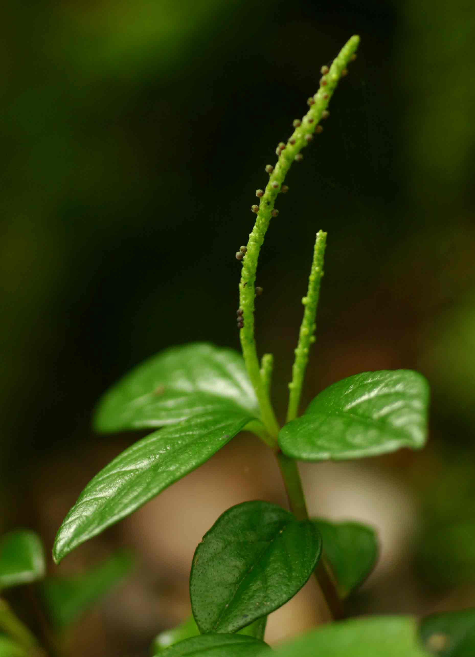 Peperomia retusa Peperomia retusa