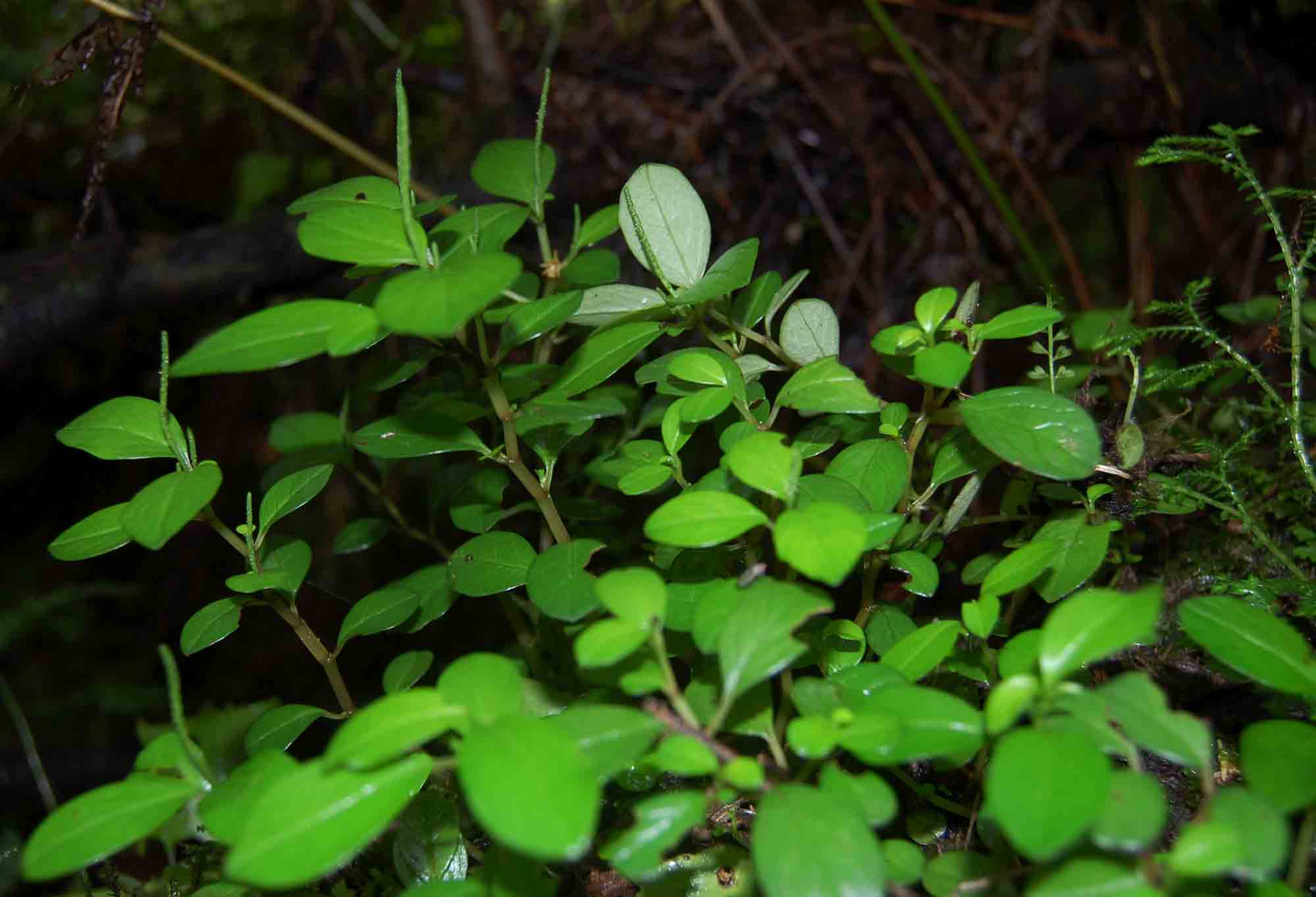 Peperomia retusa Peperomia retusa